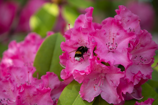 A closeup shot of a honeybee harvesting pollen from the pink rhododendrons