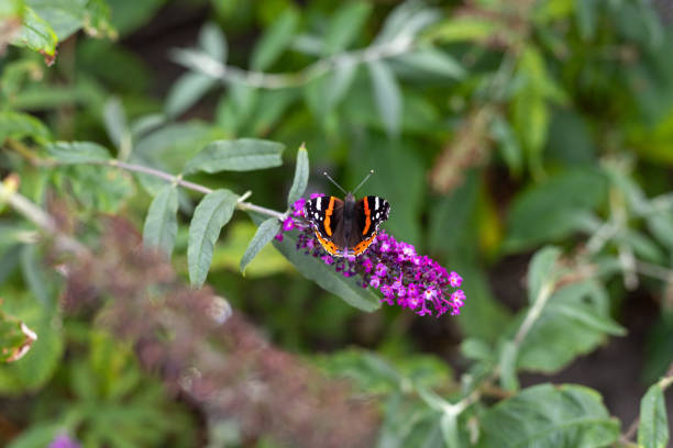A closeup shot of a butterfly standing on the Buddleja