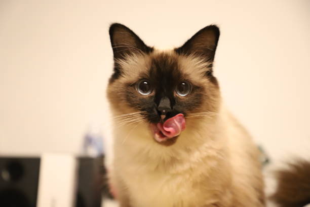 A closeup shot of a Birman looking into the camera