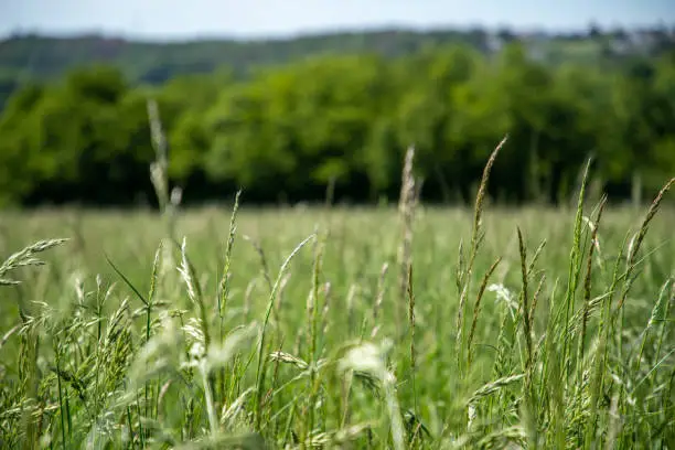 A closeup shot of a sweet vernal grass on the blurry background