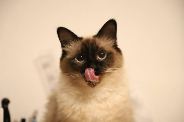 A selective of a cute cat in a room