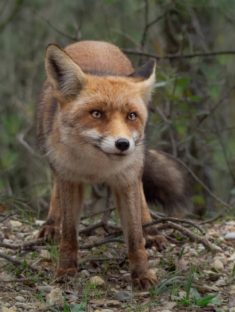 istock Vertical shot of a red fox in a forest 1454545568