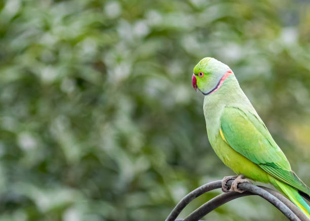 istock Closeup of a Rose-ringed parrot resting on a pipe on green background 1454545621