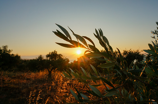 Sunrays shining through the leafs of an olive tree in Greece