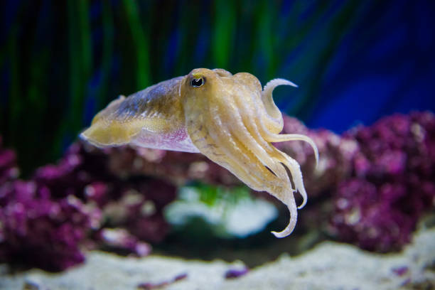 Shallow focus of a cuttlefish with blurred plants underwater A shallow focus of a cuttlefish with blurred plants underwater monterey bay stock pictures, royalty-free photos & images