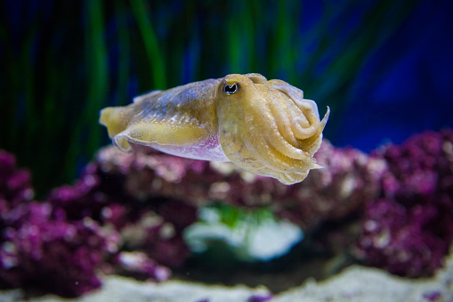 A shallow focus of a cuttlefish with blurred plants underwater