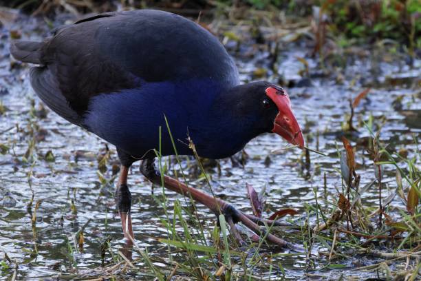 istock Western swamphen (Porphyrio porphyrio) on a s 1454545796