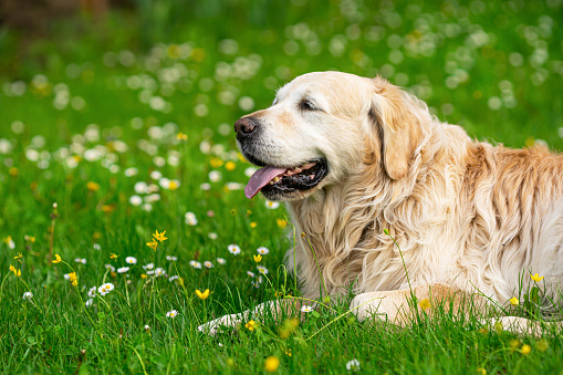 A happy old female golden retriever smiling for the camera, isolated against a plain white background