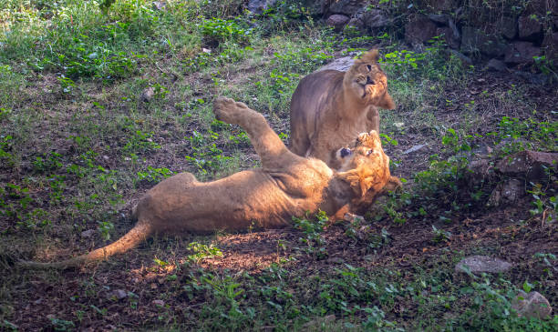 istock Lions playing in a forest in the daytime. 1454545979
