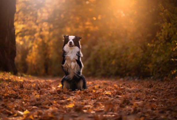 istock Adorable dog in a forest 1454546225