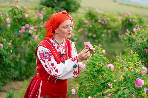 Middle age woman with traditional bulgarian clothes enjoys the aroma of oil-bearing rose (Rosa Damascena). Rose harvesting, essential oil production