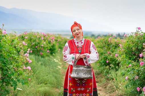 Middle age woman with traditional bulgarian clothes enjoys the aroma of oil-bearing rose (Rosa Damascena). Rose harvesting, essential oil production