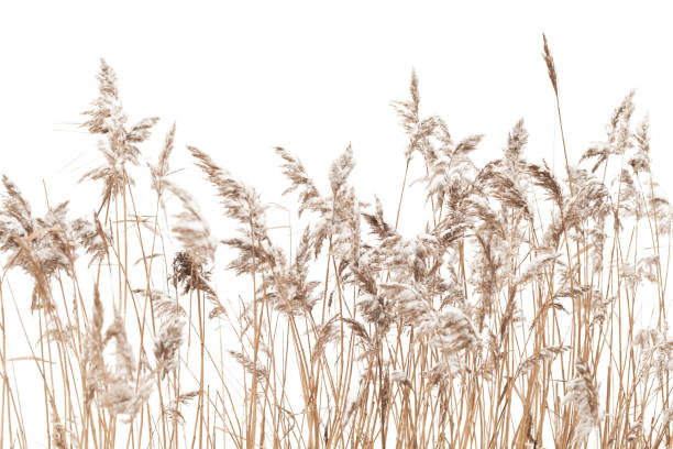 istock Dry coastal reed isolated on white, natural winter background 1454546401