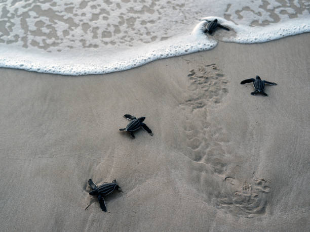 istock Spirit Sea Turtle 1454547278
