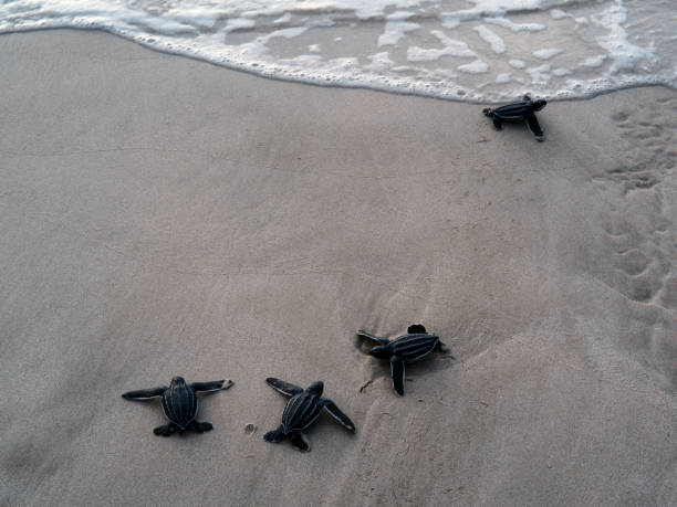 istock Spirit Sea Turtle 1454547319
