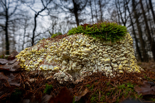 The bracket fungus, in latin Antrodia serialis growing on a dead oak stump in the forest, near Schoonoord, province of Drenthe, the Netherlands