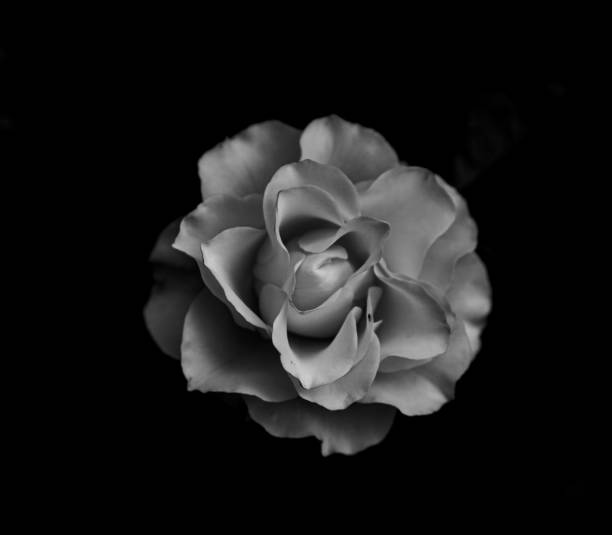 istock Grayscale shot of a blooming wildflower on a black background 1454548889
