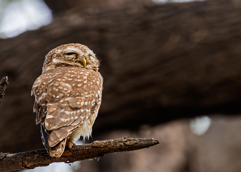 A closeup of a cute spotted owl (Strix occidentalis) sleeping on a tree and basking