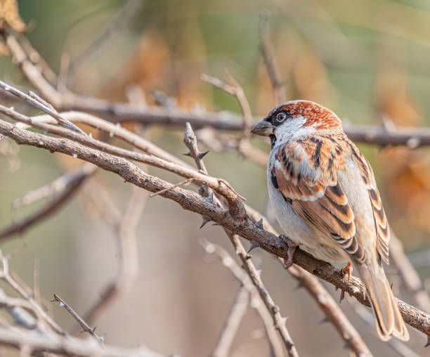 istock Sparrow resting and basking in a bush 1454549060