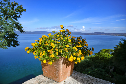 A closeup of yellow Lantana in the pot against the Lake Bracciano. Anguillara Sabazia, Italy.