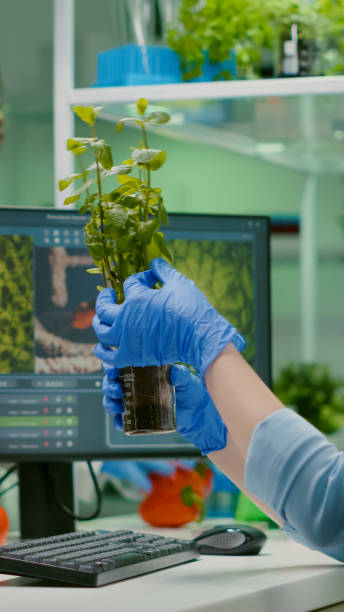istock Biologist scientific doctor examining green sapling 1454549139