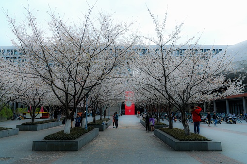Hangzhou, China – March 18, 2022: A beautiful shot of people admiring sakura blossom in a park of Zhejiang University, China