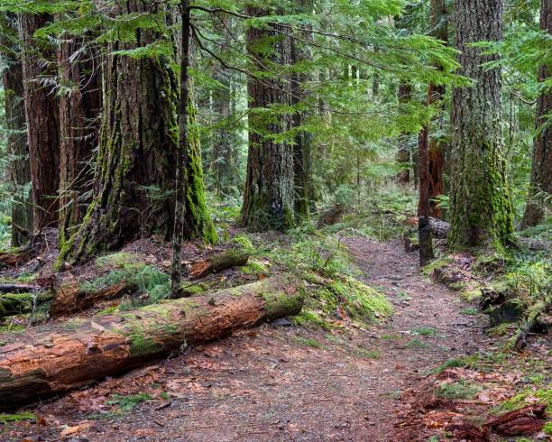istock A path through the large coniferous trees in a dense rainforest on a cool spring day. 1454549661
