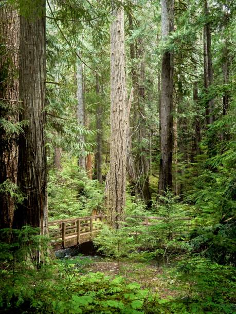 istock A bridge over a small stream amounst magnificant trees in a Pacific Northwest rainforest. 1454549662