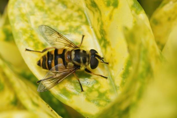 istock Soft and detailed closeup on a fresh emerged Deadhead hoverfly, Myathropa florea 1454550748