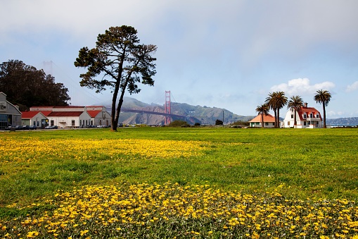 A beautiful shot of green farmland with trees, palms and rural houses, golden gate bridge with mount in the background