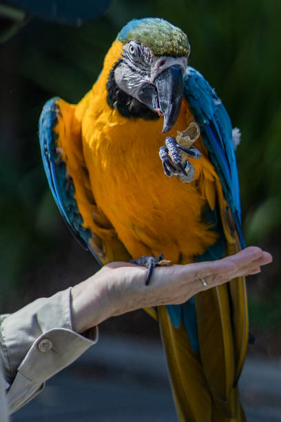 istock Vertical shot of a macaw on a hand eating peanuts 1454551516