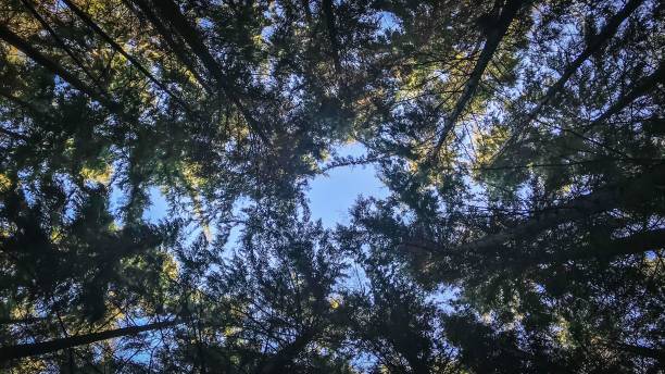 istock Low angle of tall trees in the forest in sunlight. 1454551618