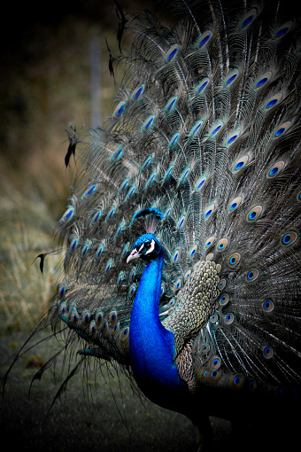 A vertical shot of a male Indian peacock with its tail in full display
