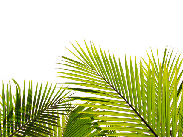 istock Palm leaves or coconut leaves below the image. 1454552059