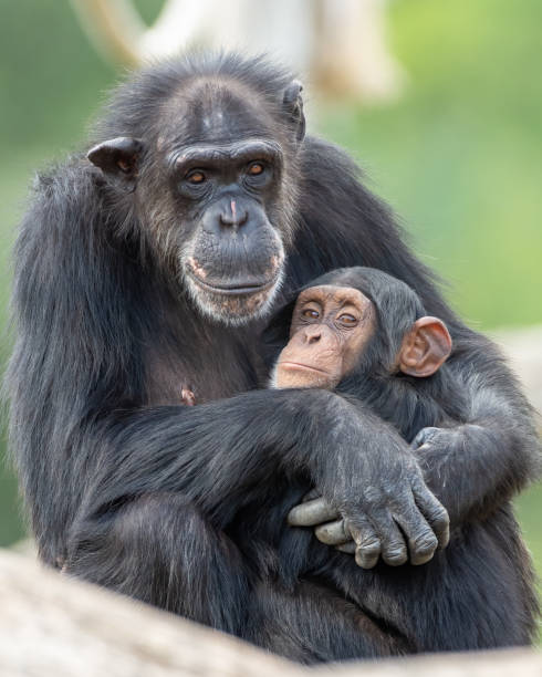 istock Vertical shot of a cute Chimpanzee hugging its baby 1454552270