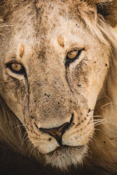 istock Mighty lion in a field in wilderness 1454552512