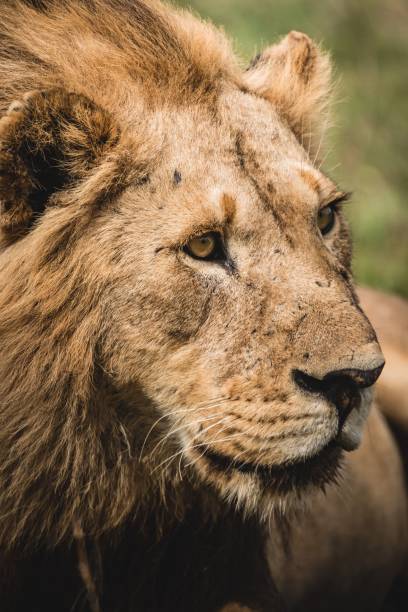 istock Mighty lion in a field in wilderness 1454552518