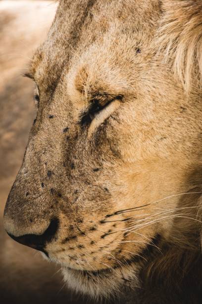 istock Mighty lion in a field in wilderness 1454552538