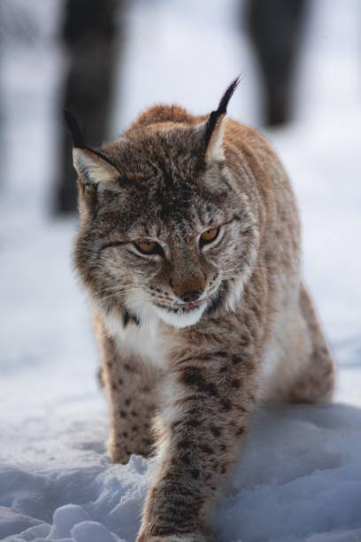istock Eurasian lynx (Lynx lynx) walking on snow 1454552699