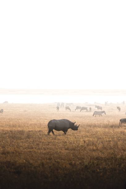 grupa zwierząt na sawannie - rhinoceros savannah outdoors animals in the wild zdjęcia i obrazy z banku zdjęć