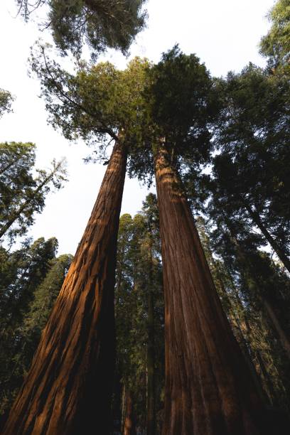 istock Beautiful landscape of sequoia trees in a forest 1454552725