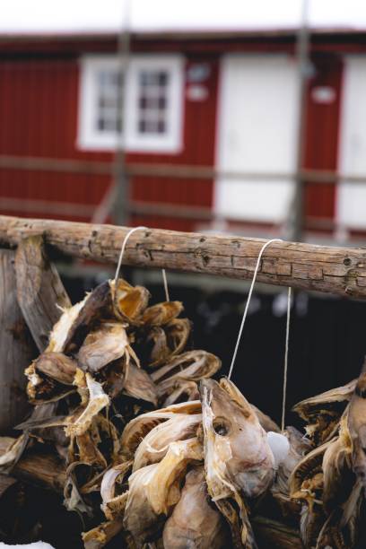 istock Closeup of hanging dried fish 1454552871