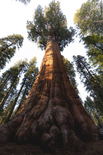 istock Beautiful landscape of sequoia trees in a forest 1454552945