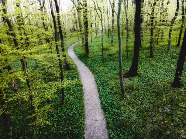 A trail in the middle of a thick green forest