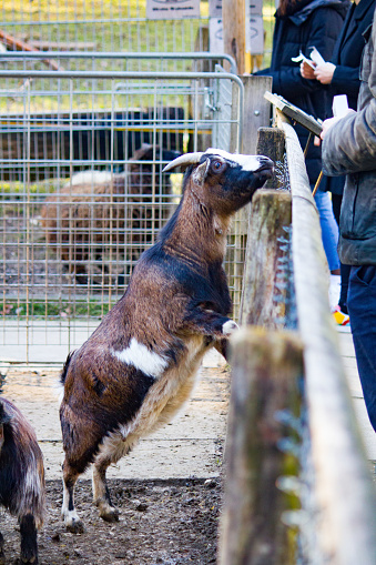 A vertical shot of a goat on its hindlegs while leaning on the wooden fence of its pen