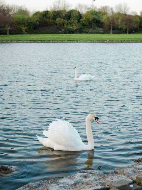 istock Graceful white swans floating in the lake 1454553981