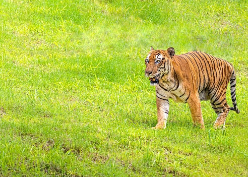 A Tiger on a walk in a meadow