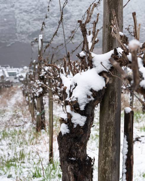 istock View of snow covered vineyard in winter 1454556443