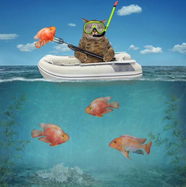 istock Cat with caught goldfish in inflatable boat 1454556447