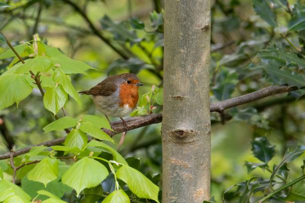 istock Small colorful bird on a branch with blurred background 1454557093